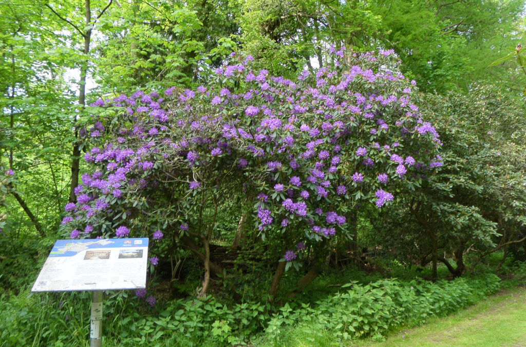 Busch in der Rhododendron-Allee Schloß Hagenburg