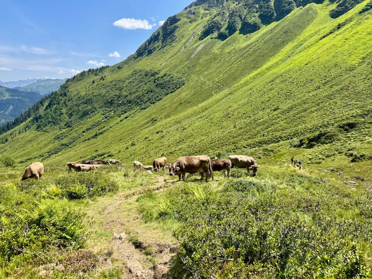 Montafon im Sommer: Eine nachhaltige Reise mit Wandern, Erlebnissen & Kees. Montafon im Sommer: Eine nachhaltige Reise mit Wandern, Erlebnissen & Kees.