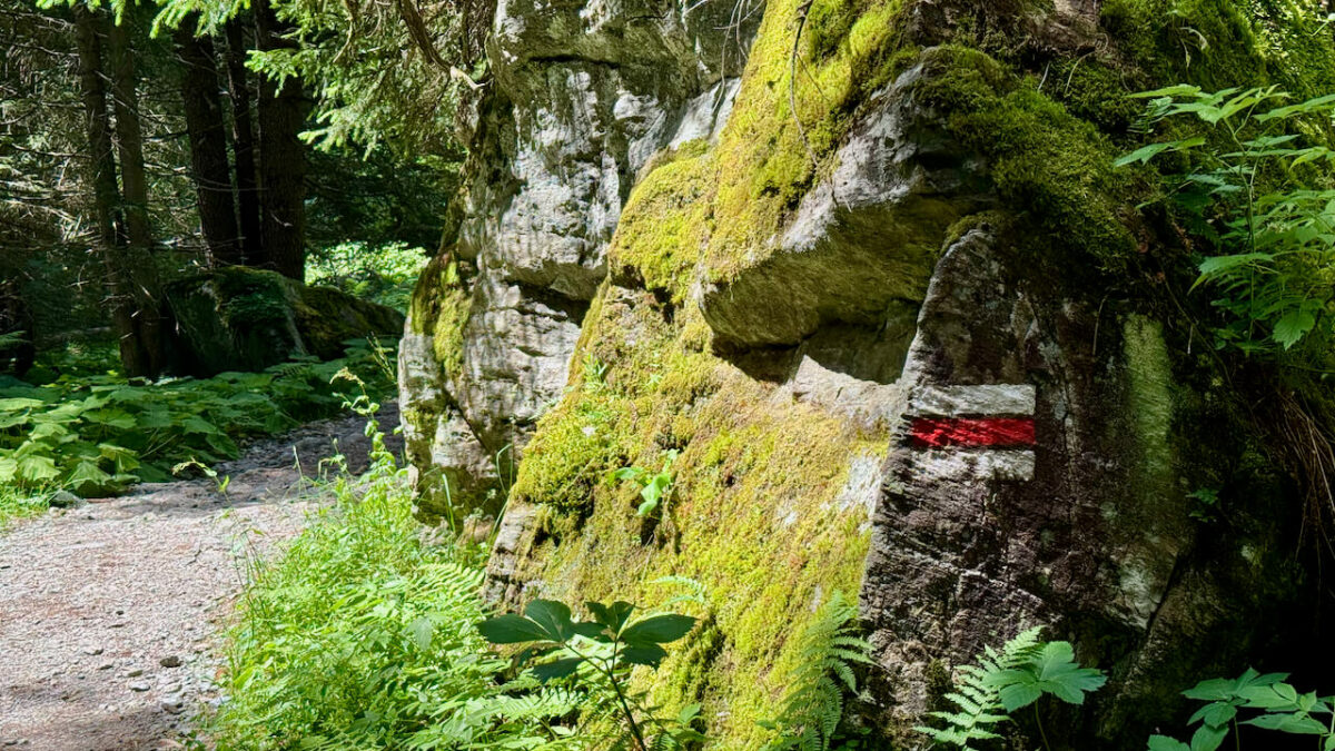 Montafon im Sommer: Eine nachhaltige Reise mit Wandern, Erlebnissen & Kees.