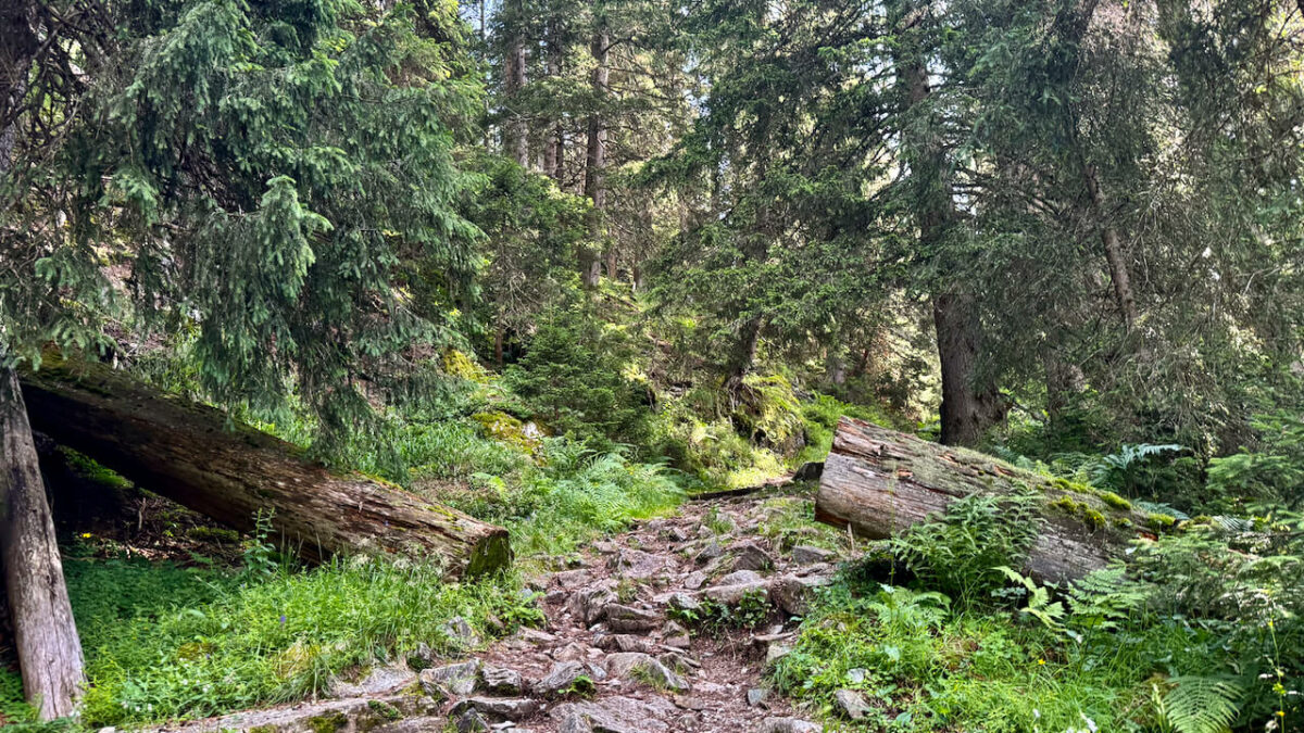 Montafon im Sommer: Eine nachhaltige Reise mit Wandern, Erlebnissen & Kees.