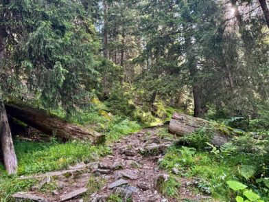 Montafon im Sommer: Eine nachhaltige Reise mit Wandern, Erlebnissen & Kees.