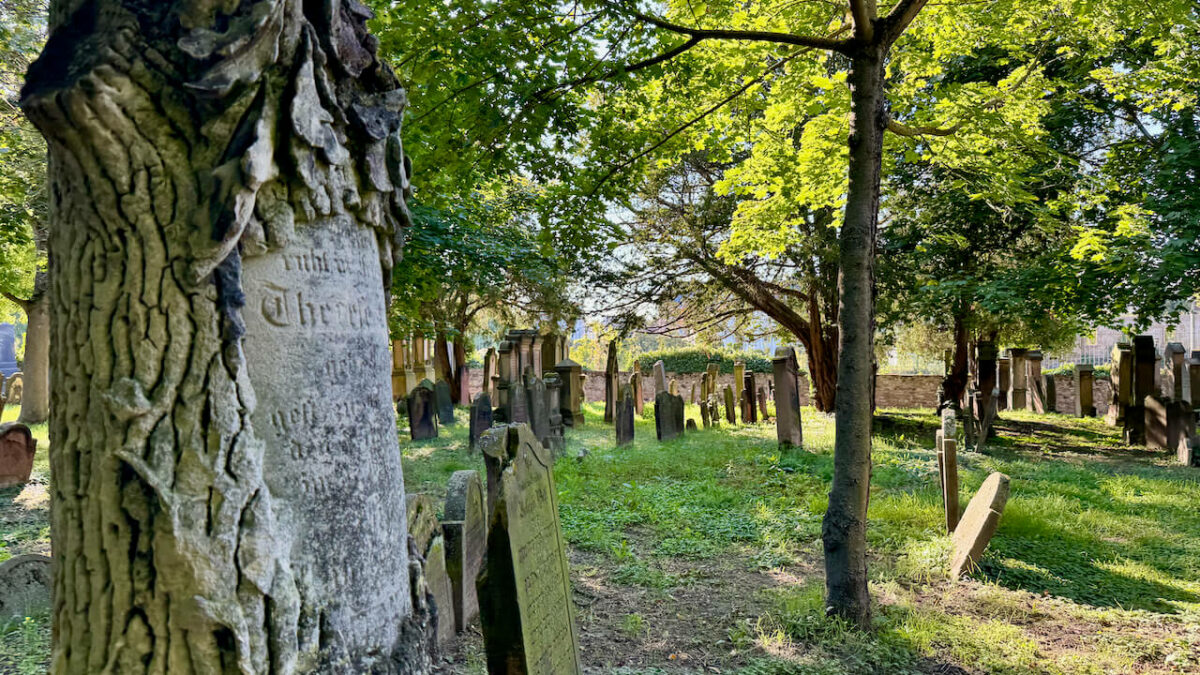 Flusskreuzfahrt auf dem Rhein - (m)ein Versuch