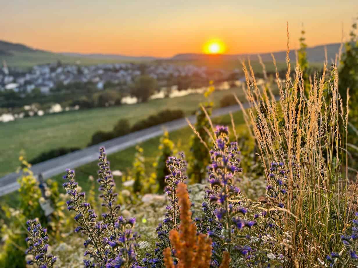 Ein Kurztrip nach Trittenheim - Geheimtipp an der Mittelmosel Ein Kurztrip nach Trittenheim - Geheimtipp an der Mittelmosel