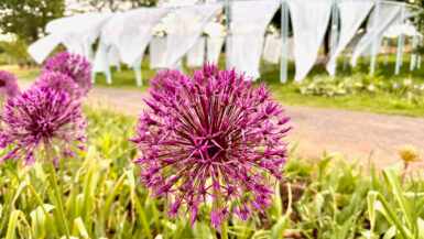 Landesgartenschau Neuss 2026: Meine Empfehlungen für einen Besuch