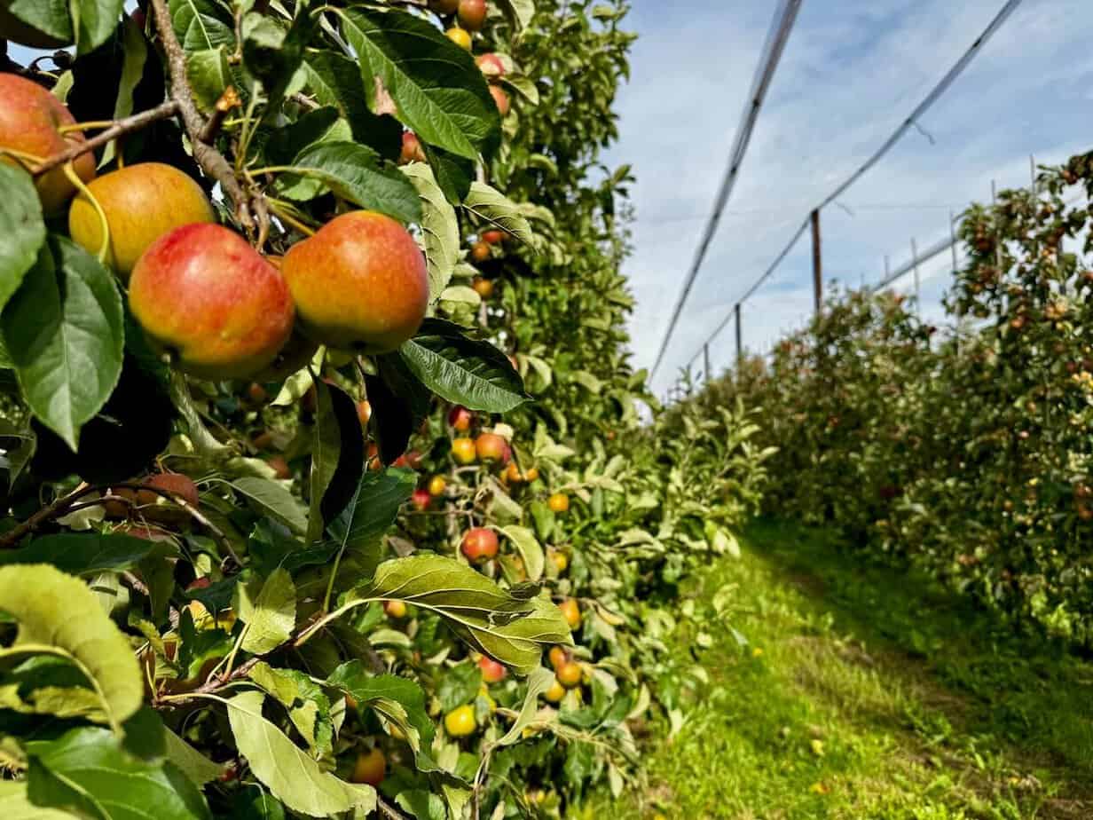 Die belgische Provinz Limburg in Flandern im Herbst erleben. Die belgische Provinz Limburg in Flandern im Herbst erleben.