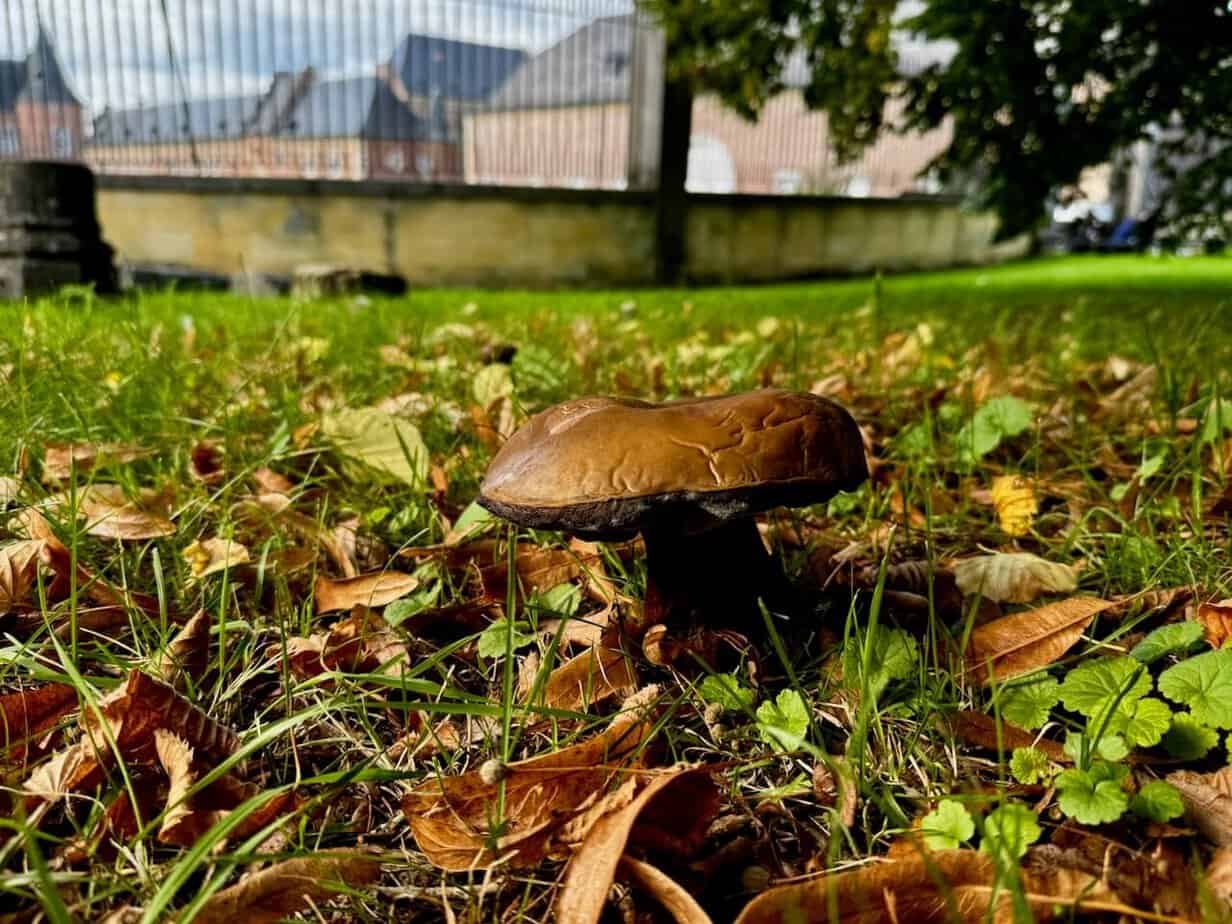 Die belgische Provinz Limburg in Flandern im Herbst erleben. Die belgische Provinz Limburg in Flandern im Herbst erleben.