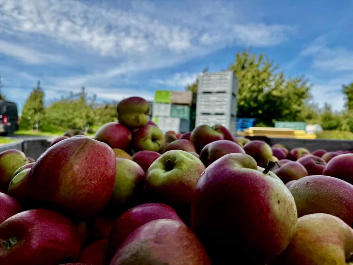 Die belgische Provinz Limburg in Flandern im Herbst erleben. Die belgische Provinz Limburg in Flandern im Herbst erleben.