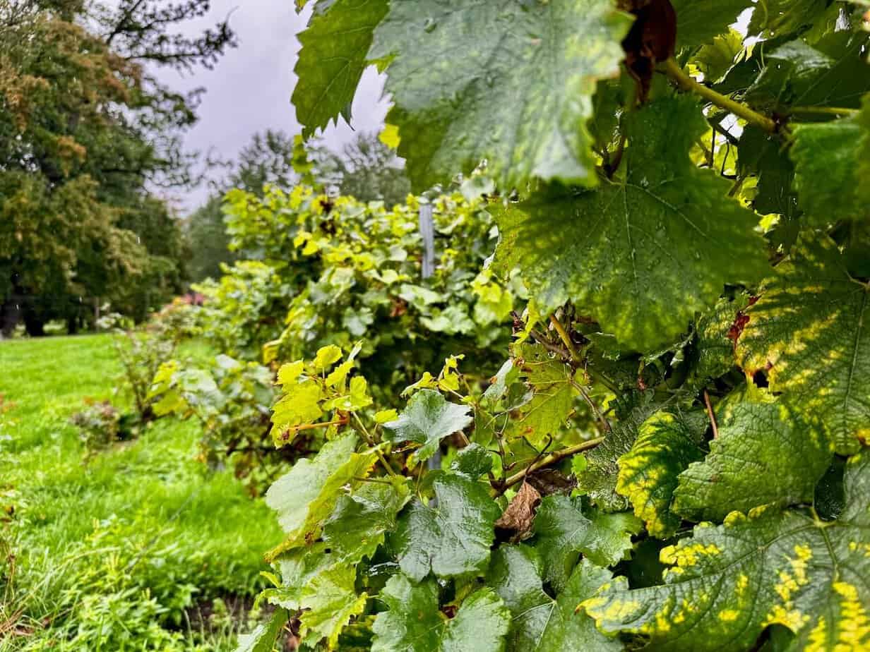 Die belgische Provinz Limburg in Flandern im Herbst erleben. Die belgische Provinz Limburg in Flandern im Herbst erleben.
